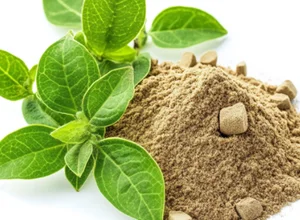 Gymnema sylvestre leaf, one of the better-studied botanicals in the Sugar Reset proprietary blend